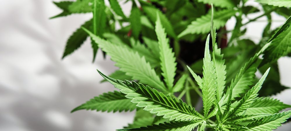 Why aren’t your cannabis plants growing Why aren’t your cannabis plants growing