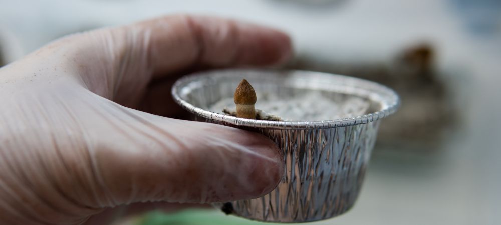 contamination des champignons magiques