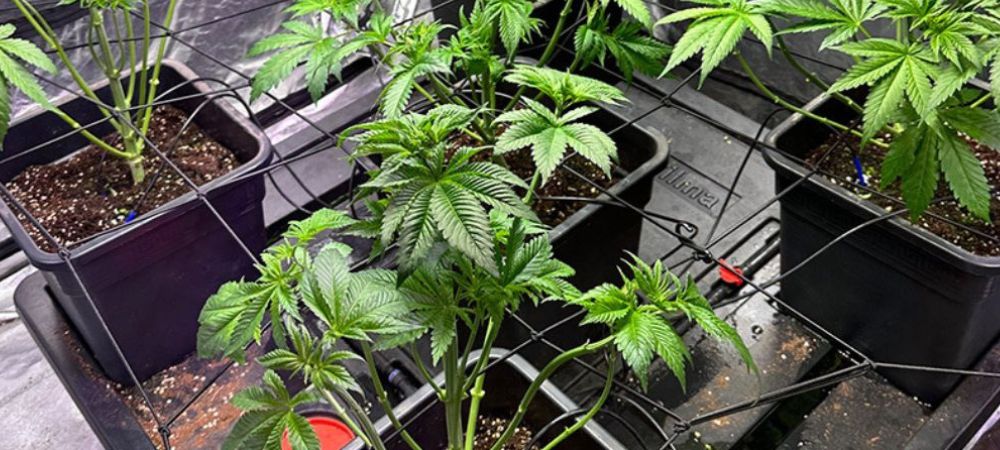 Cultivo hidropónico