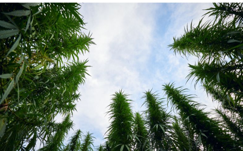 cultiver du cannabis en extérieur