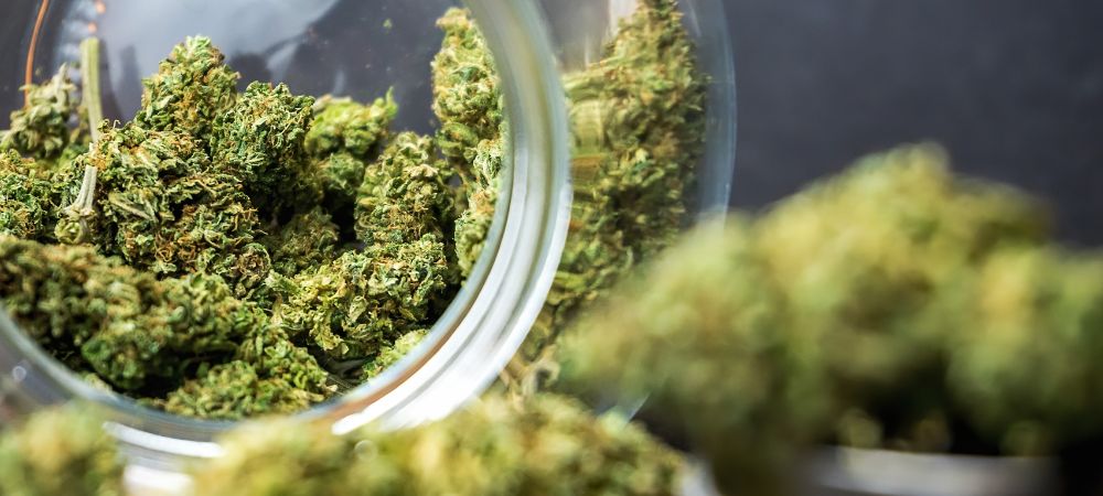 Differenza tra marijuana e hashish