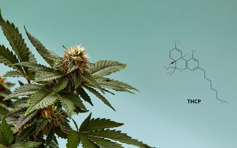 Noticias Cannábicas