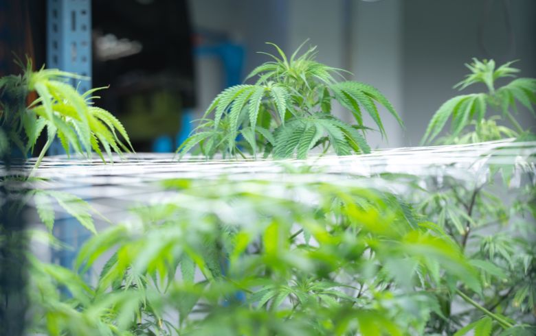 Guías de cultivo Guías de cultivo
