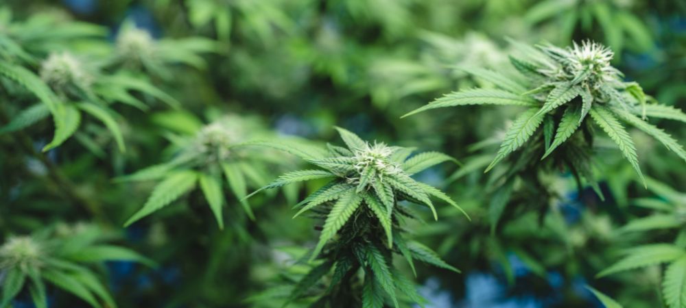 Planta creciendo con scrog Planta creciendo con scrog