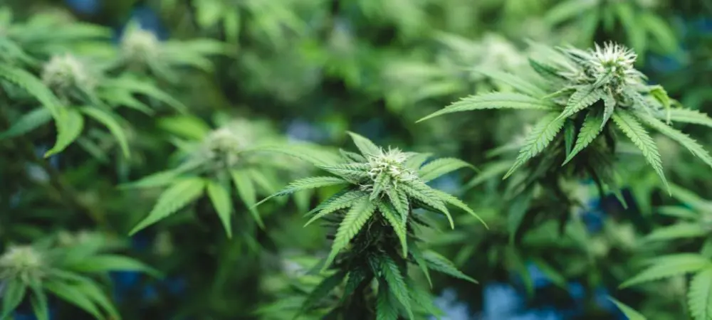 Planta a crescer com SCROG Planta a crescer com SCROG