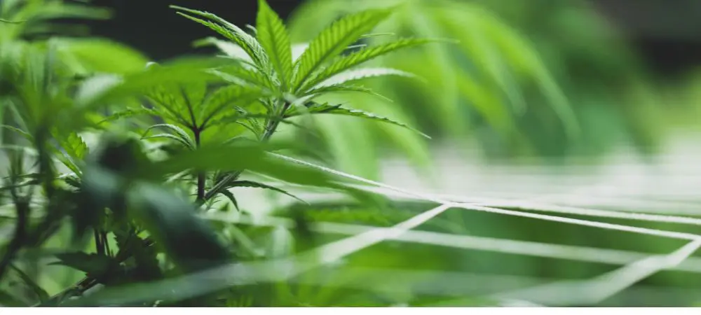 Cultivar em SCROG Cultivar em SCROG