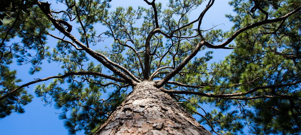 Sapore e aroma del carene