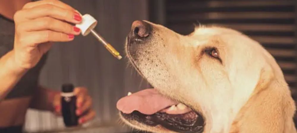 cbd for dogs cbd for dogs