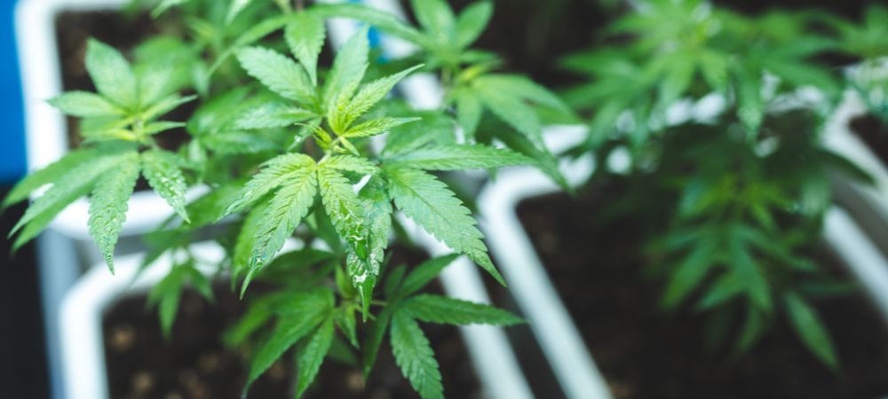 système hydroponique