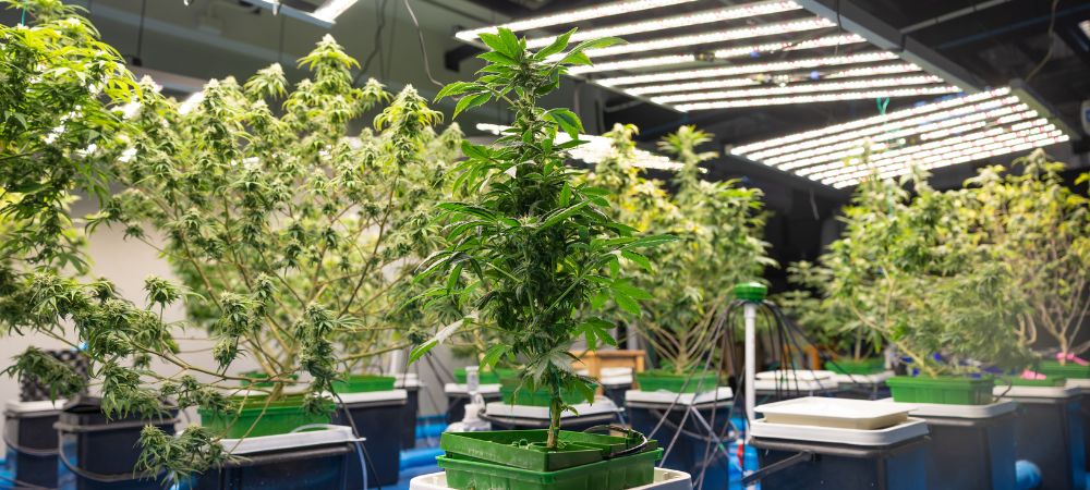 automatiser la culture de cannabis