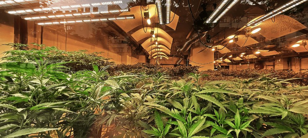 automatiser la culture de cannabis