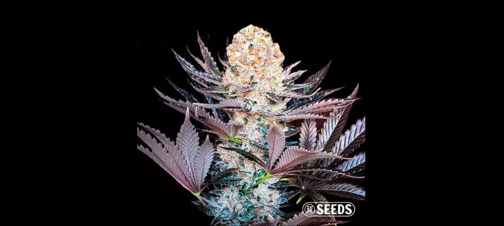 Cultiver du cannabis en faisant des économies