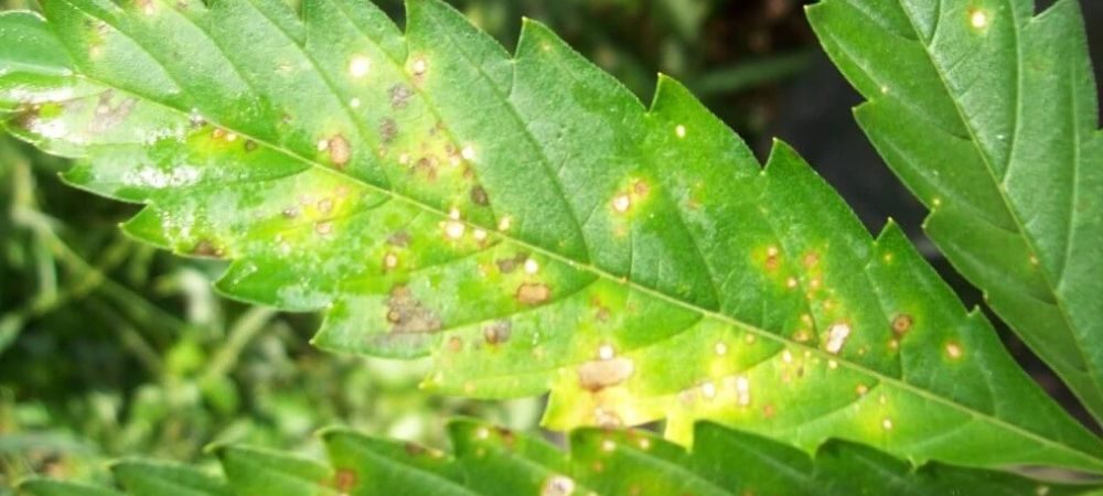 Macchie gialle sulle foglie di marijuana