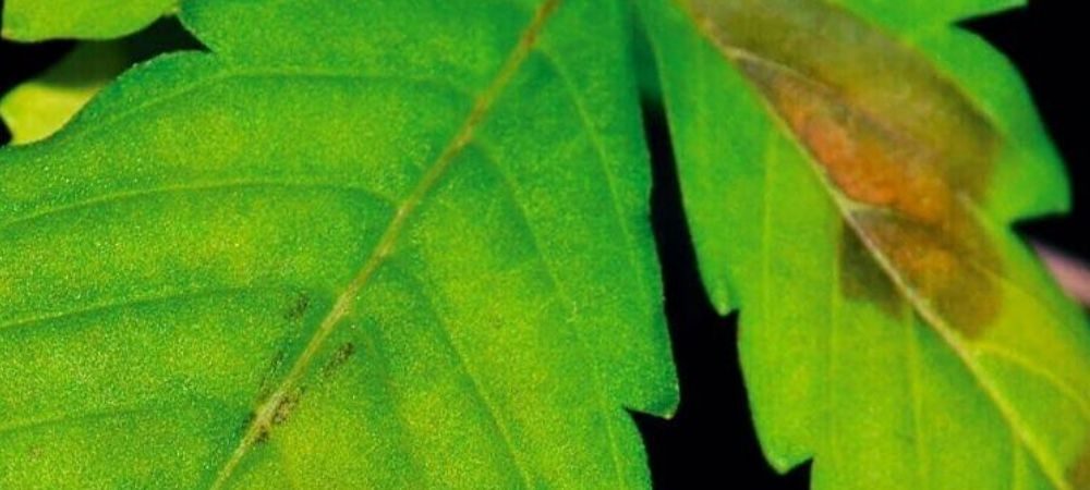 Macchie banche sulle foglie di marijuana