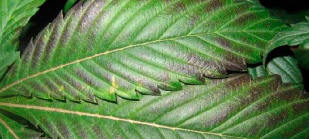 Macchie nere sulle foglie di marijuana