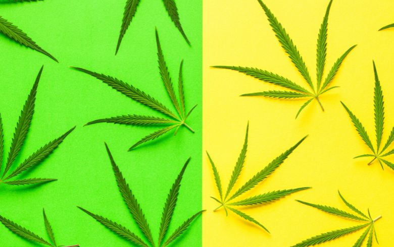 Importanza delle foglie di marijuana