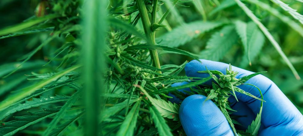  Beschneiden Main-Lining