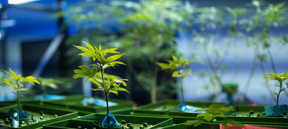 Advantages of the hydroponic system