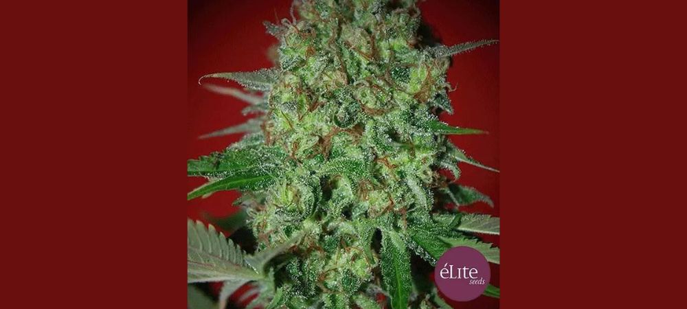 graines de cannabis les plus productives : Bestial Skunk
