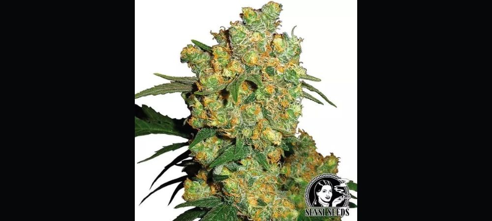 variétés de cannabis les plus productives : Big Bud