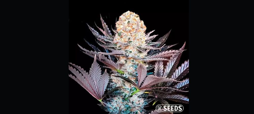 graines de cannabis les plus productives : Critical