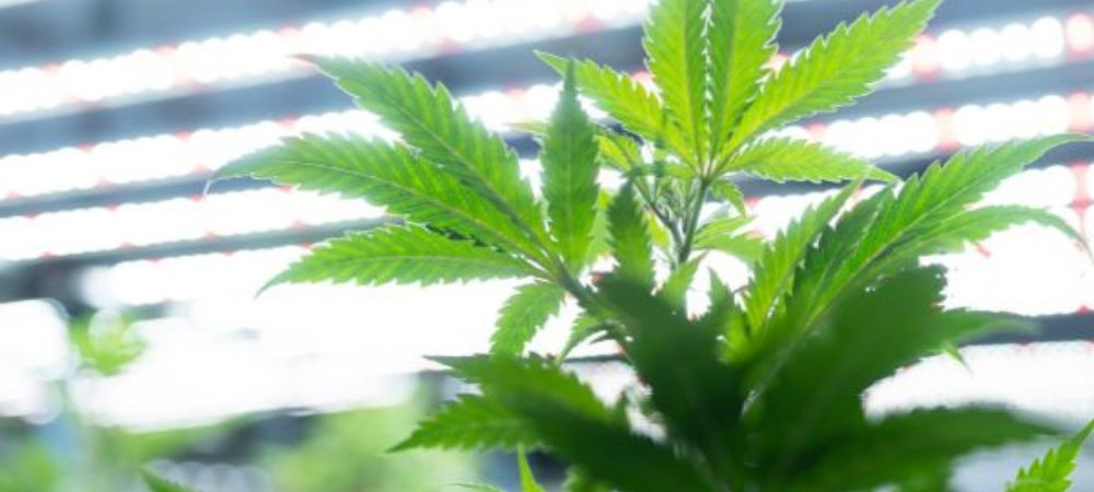 automated cannabis cultivation