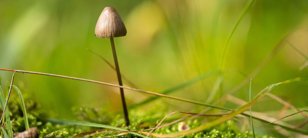 culture du Psilocybe Azurescens