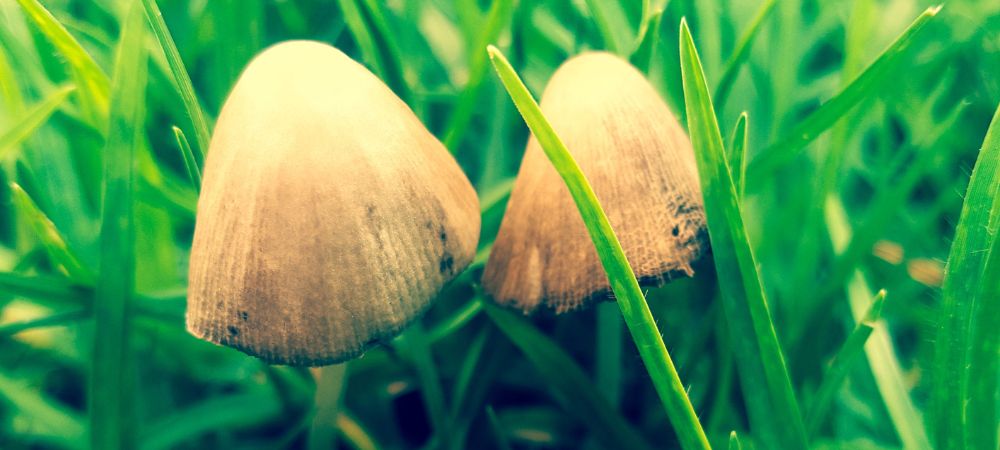Psilocybe Azurescens