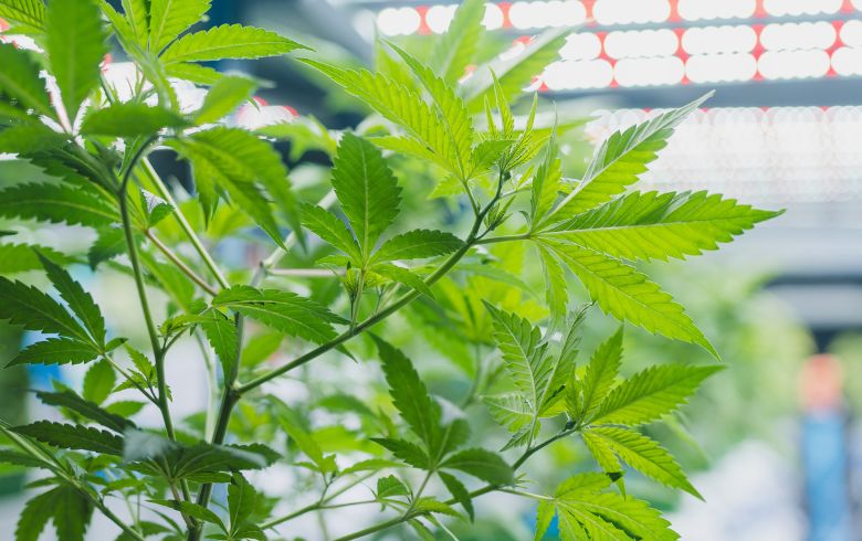 Noticias Cannábicas