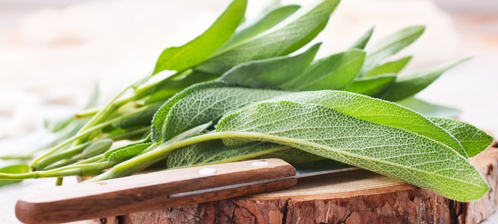 Storia della Salvia Divinorum