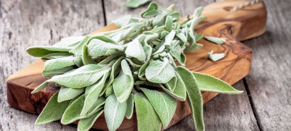 Salvia Divinorum: effetti