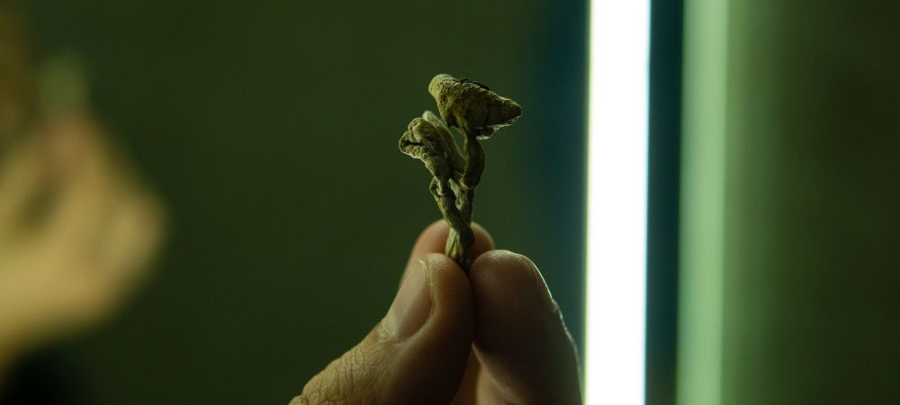 magic mushrooms in Amsterdam