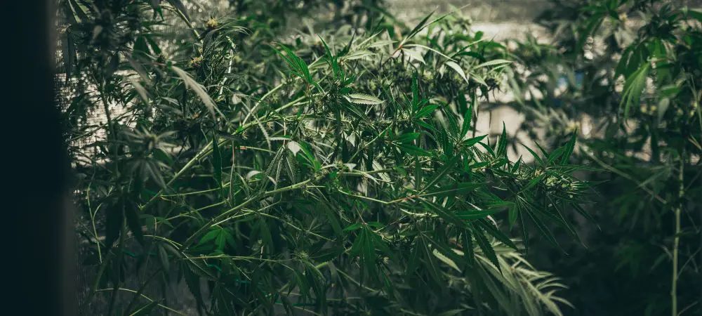 Indoor cultivation in summer