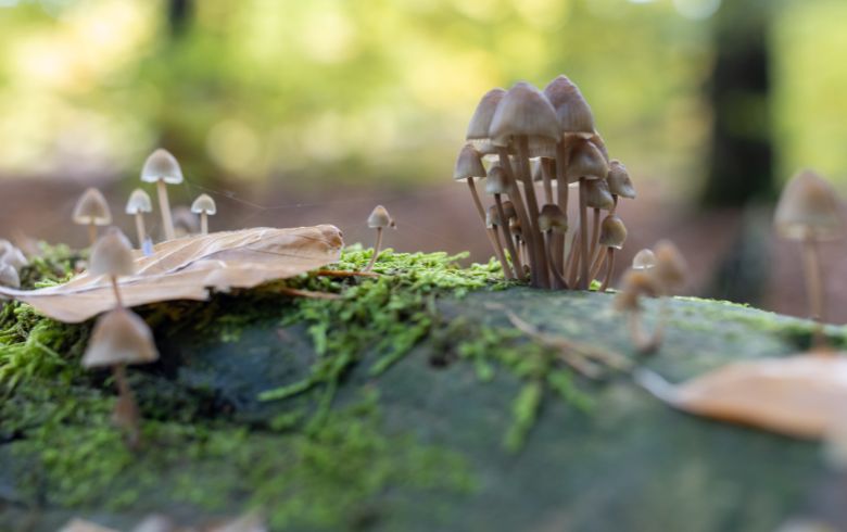 Noticias Cannábicas