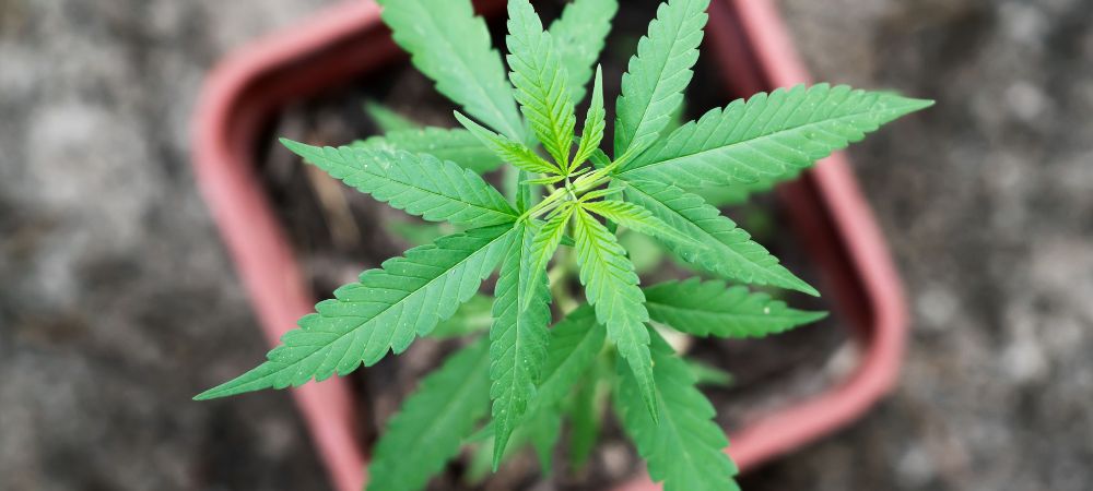 régénération du cannabis