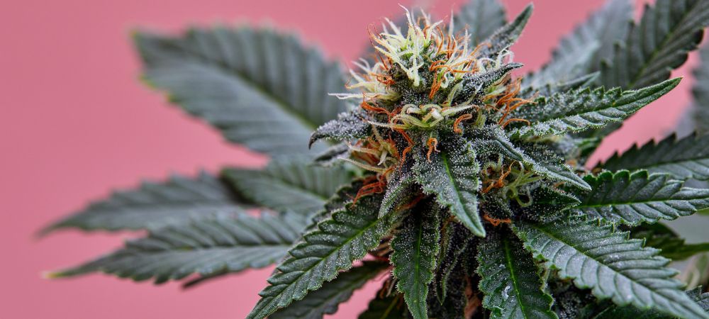 régénération du cannabis