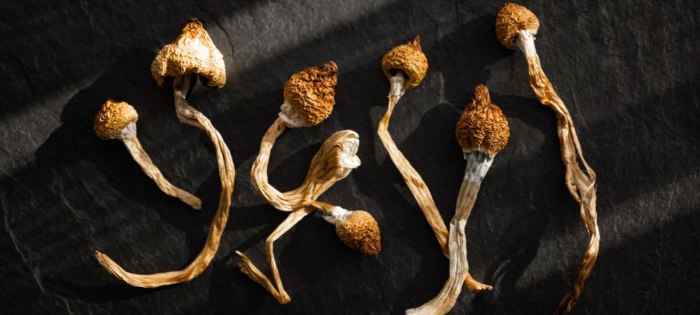 varietà di pane di funghi varietà di pane di funghi