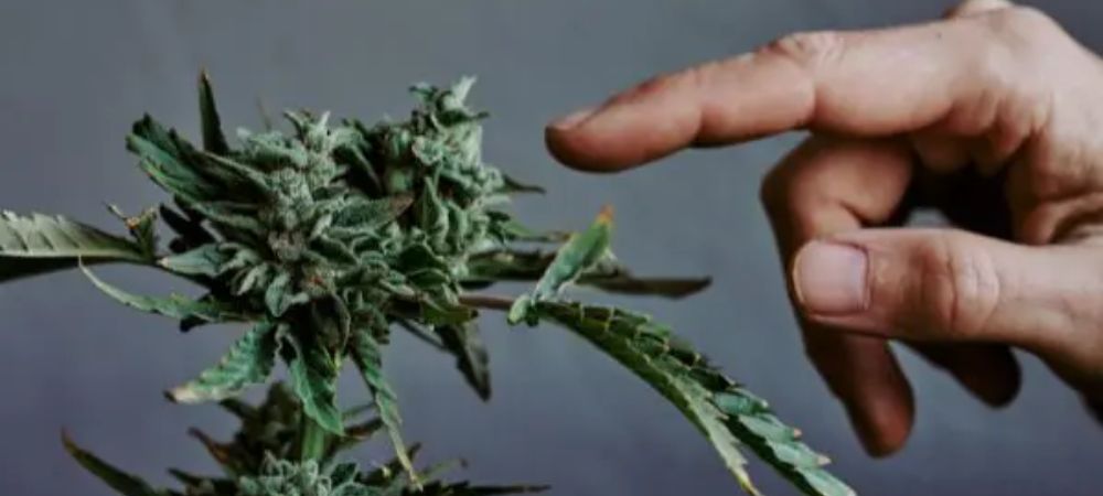 pinching plants