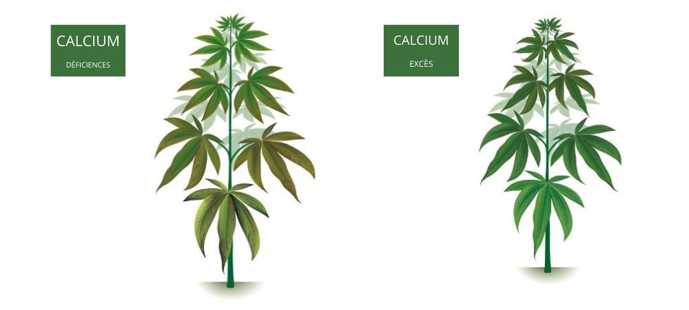 Comment ajouter du calcium dans la terre