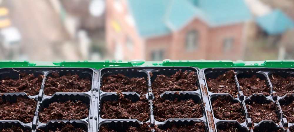 disques de germination Jiffy