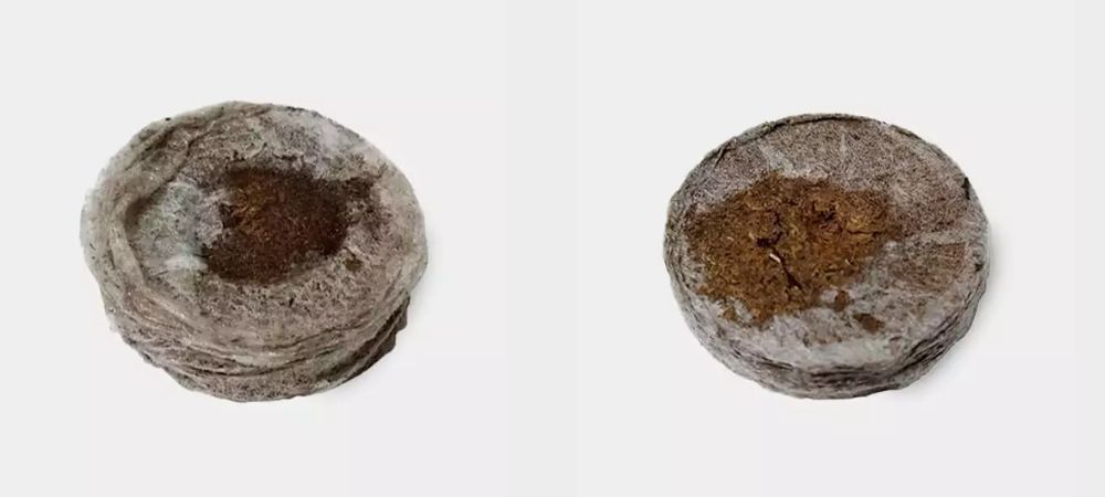Disques de germination Jiffy