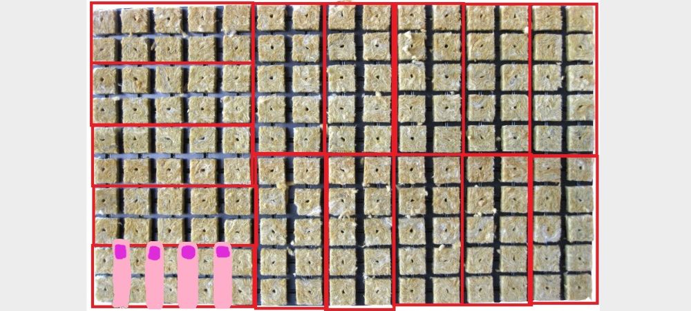 plateau pour semis Jiffy