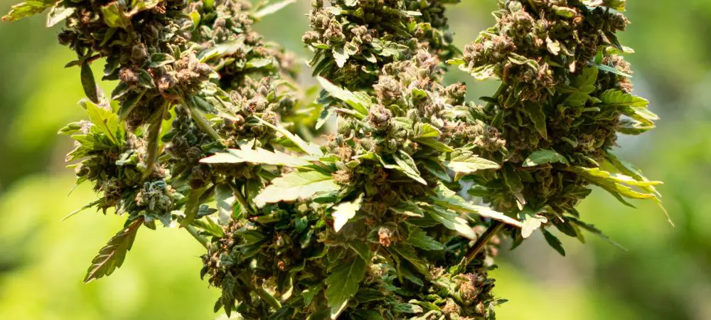 Marijuana bonsai: learn how to cultivate and maintain it