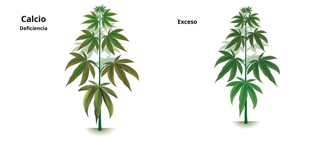 Carenza ed eccesso di calcio