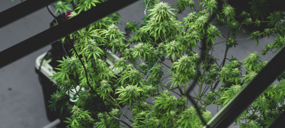 Planta de bonsái marihuana cultivada en interior con poda y entrenamiento para mantener un tamaño reducido