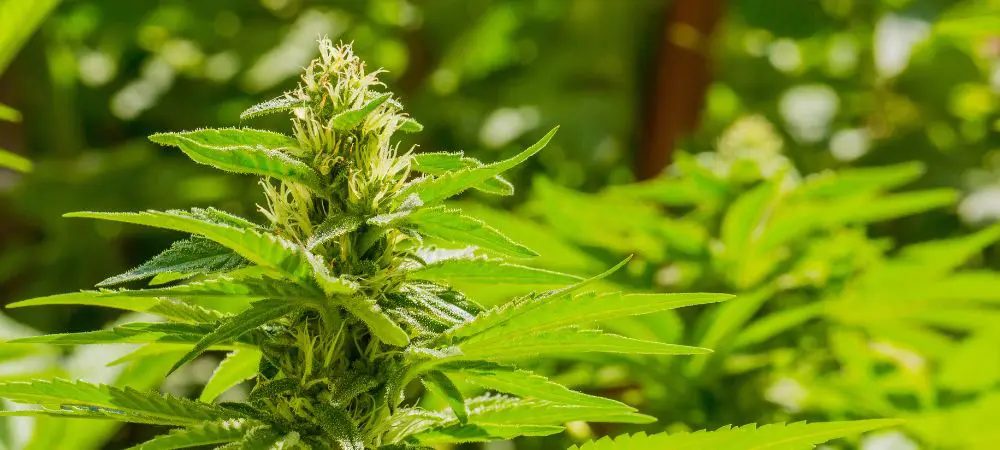 potassium soap on plants