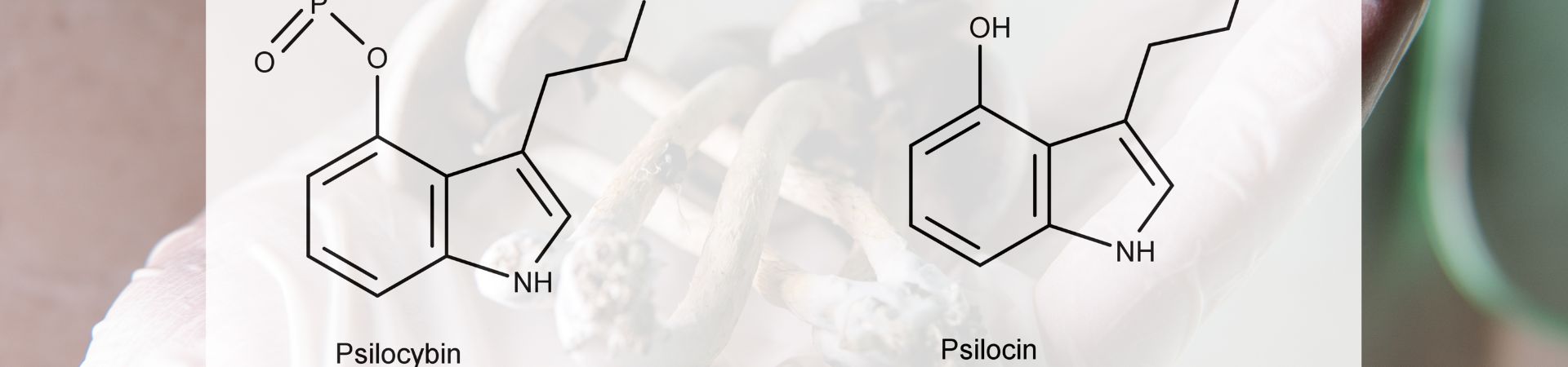 Psilocibina y psilocina 1920