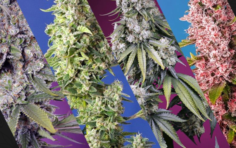 Noticias Cannábicas