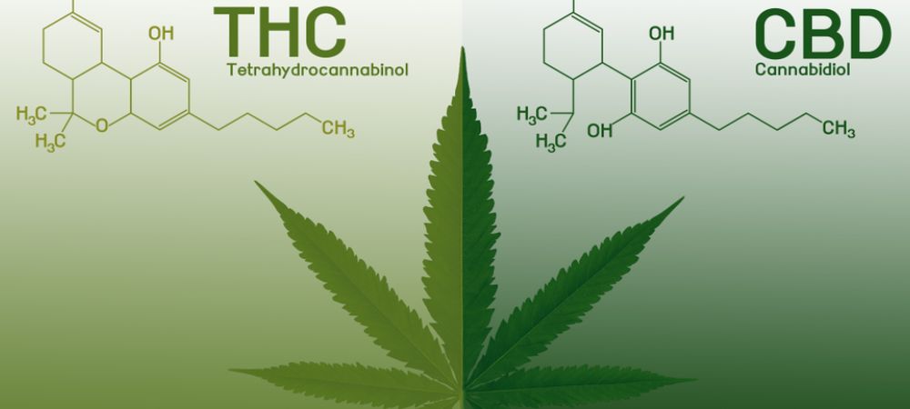 différences entre CBD et THC