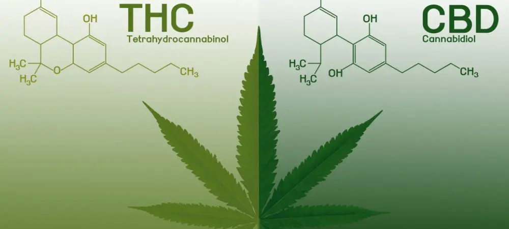 THC vs CBD